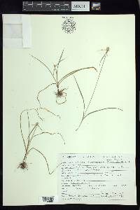 Cyperus michoacanensis image