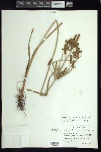 Cyperus mutisii image