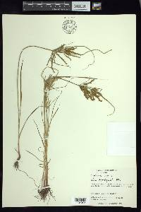 Cyperus iria image