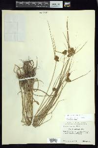 Cyperus manimae image