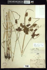 Cyperus spectabilis image