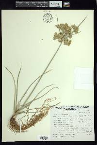 Cyperus ochraceus image