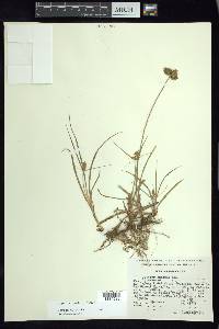 Cyperus manimae image