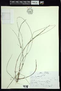 Cyperus lanceolatus image