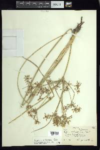 Cyperus ochraceus image