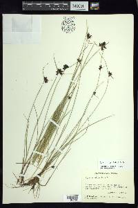 Cyperus niger image