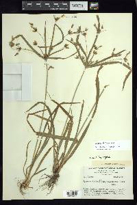 Cyperus laxus image