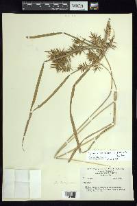 Cyperus panamensis image