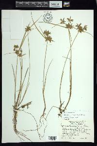 Cyperus lanceolatus image