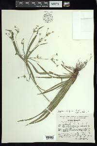 Cyperus laxus image