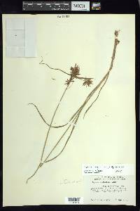 Cyperus hypopitys image