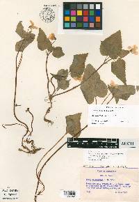 Viola californica image