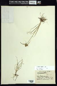 Cyperus manimae image