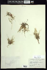 Cyperus laevigatus image