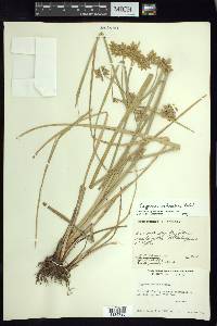 Cyperus ochraceus image