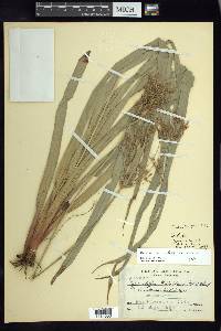 Cyperus matudae image