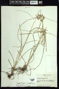 Cyperus entrerianus image