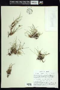 Cyperus laevigatus image