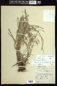 Cyperus lentiginosus image