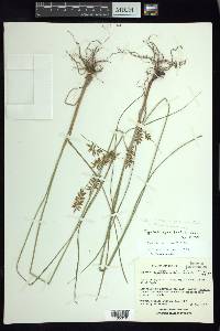 Cyperus spectabilis image