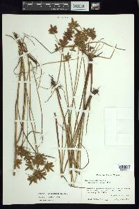 Cyperus unioloides image