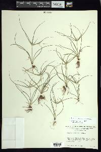 Cyperus tenerrimus image