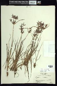 Cyperus rotundus image