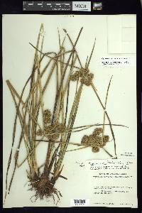 Cyperus virens image