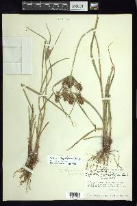 Cyperus thyrsiflorus image