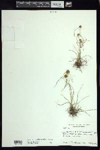 Cyperus seslerioides image