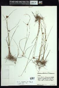 Cyperus sanguineo-ater image