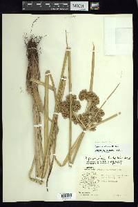 Cyperus virens image