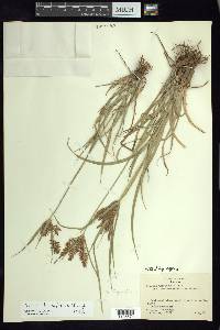 Cyperus thyrsiflorus image