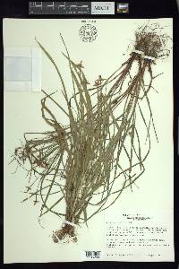 Cyperus simplex image