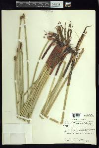 Eleocharis elegans image