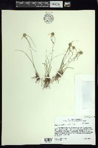 Cyperus seslerioides image