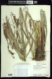 Cyperus prolixus image