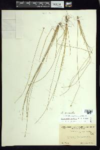 Eleocharis geniculata image