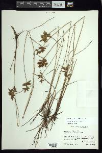 Cyperus unioloides image