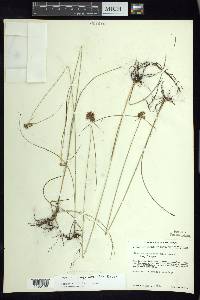 Cyperus sanguineo-ater image