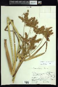 Cyperus semiochraceus image