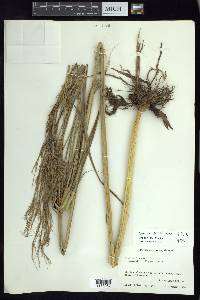 Cyperus prolixus image