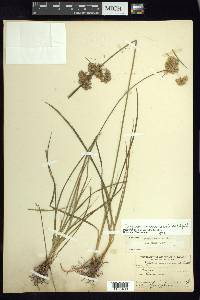 Cyperus surinamensis image