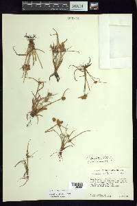 Cyperus squarrosus image