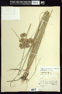 Cyperus surinamensis image