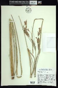 Cyperus prolixus image