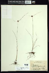 Cyperus sanguineo-ater image