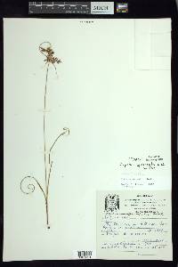 Cyperus spectabilis image