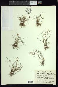 Cyperus perennis image