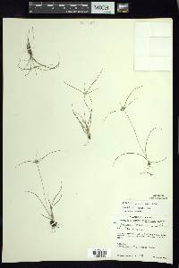 Cyperus tenerrimus image